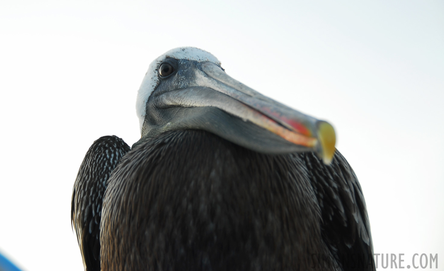 Pelecanus occidentalis urinator [70 mm, 1/60 sec at f / 5.0, ISO 100]